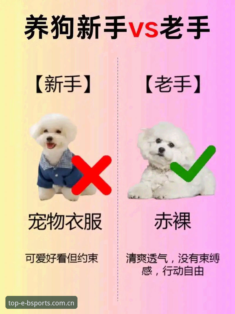 新手注册vs老手推荐：Bsports体育平台入门教程与官方下载全面对比